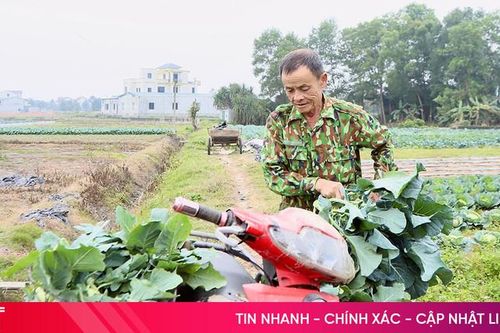 Nông dân Hà Tĩnh bám đồng thu hoạch rau phục vụ thị trường Tết