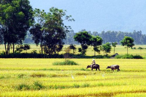 Hồn quê