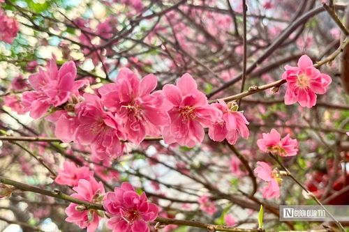 Sắc đào phương Bắc nhuộm hồng phố thị phương Nam