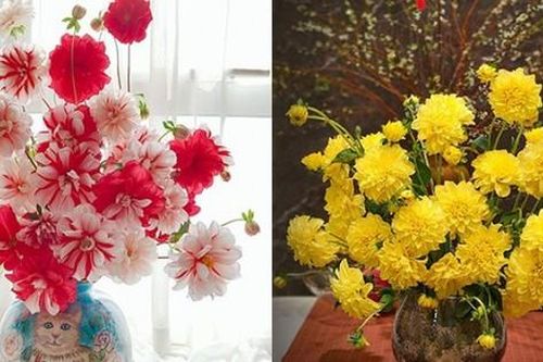 Vì sao nên cắm hoa thược dược vào dịp Tết?