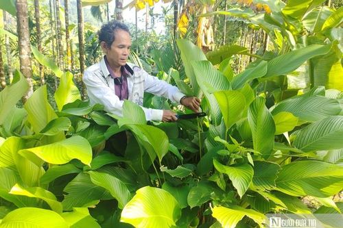 Bình Định: Lá dong rừng tăng giá dịp Tết, người dân 'bỏ túi' tiền triệu mỗi ngày