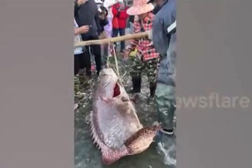 Câu được con cá 'khổng lồ' có giá 45 triệu đồng, ngư dân có hành động bất ngờ