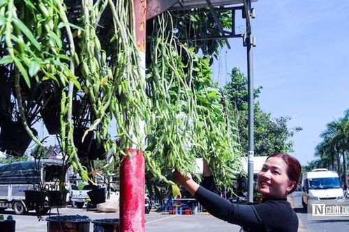 Lâm Đồng: Hoa lan hút khách dịp Tết, đơn hàng nhộn nhịp đi các tỉnh