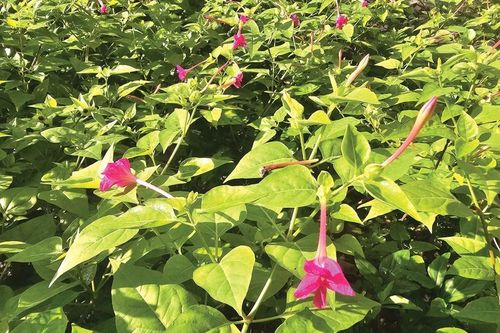 Hoa tiên, 'bảo bối' hậu cung triều Nguyễn