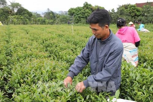 Chè Thái Nguyên hướng tới mục tiêu đạt giá trị 25 nghìn tỷ đồng