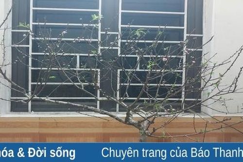 'Vâng! Cháu hiểu rồi'