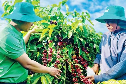 Công ty TNHH Ánh Dương Tây Nguyên: Cung cấp giải pháp chăm sóc và quản lý dịch hại trên cây cà phê
