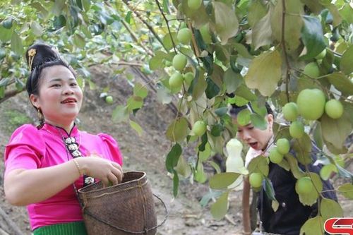 Mường La sản xuất nông nghiệp xanh