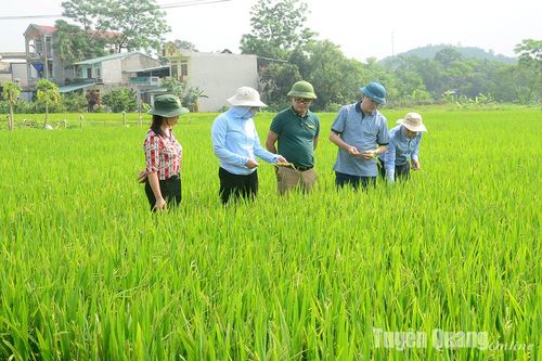 Vượt bão đón Xuân