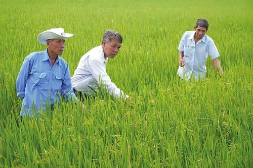 Khát vọng vươn lên từ cây lúa qua Đề án '1 triệu ha lúa chất lượng cao'