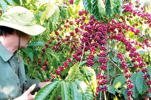 Cà phê sạch tăng giá, nông dân Đắk Lắk đổi đời