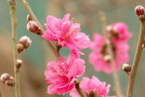 Đỏ thắm - đào Nhật Tân ngày xuân