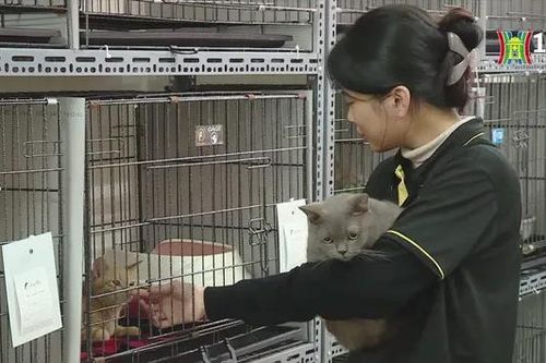 Độc lạ dịch vụ gửi thú cưng ngày Tết