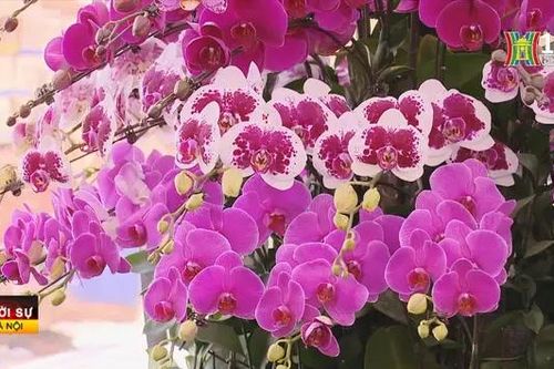 Lan hồ điệp 'hút' tài lộc, đắt khách bất ngờ dịp Tết