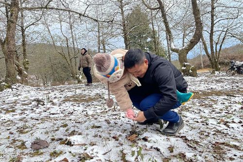 Y Tý ngập màu tuyết trắng