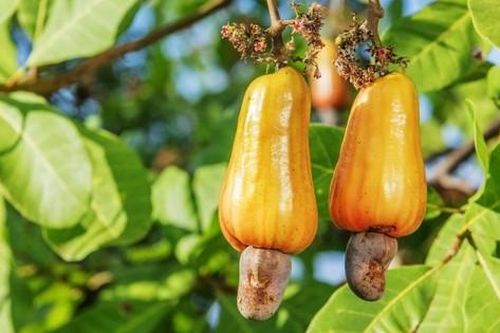 Kỷ lục lịch sử, Mỹ chi gần 1,2 tỷ USD mua loại hạt siêu dưỡng chất của Việt Nam
