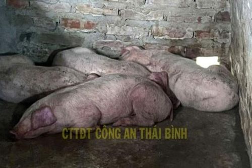 Thu mua lợn nhiễm dịch bệnh về giết mổ rồi bán ra thị trường