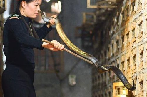 Độc đáo nghề nuôi rắn ở Vĩnh Sơn