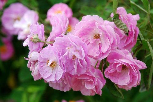 Món ăn bài thuốc từ cây tầm xuân