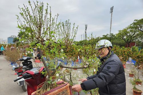 Sáng 29 Tết: Đào, quất, mai, lan Tết 'xả hàng', giảm giá mạnh
