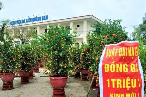 Quảng Nam: Tiểu thương đồng loạt giảm giá cây cảnh để hút khách trong chiều 29 Tết