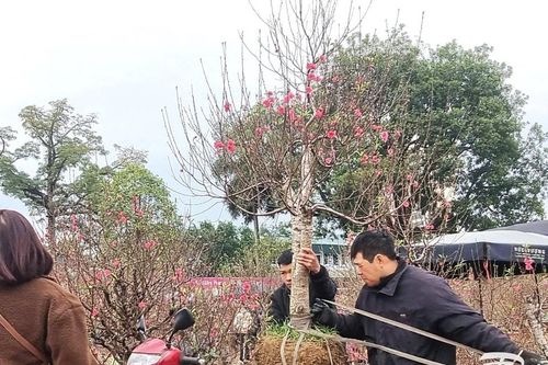 Thái Nguyên: Tiểu thương buôn hoa Tết xả hàng sớm