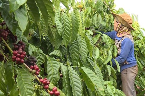 Giá cà phê hôm nay 28/1/2025: 2 nhân tố giúp Arabica tiếp tục tăng