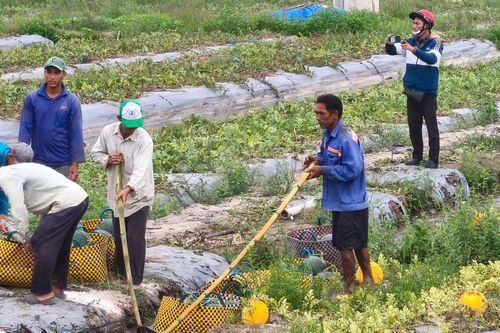 Bạc Liêu: thành công từ trồng màu trên đất lúa