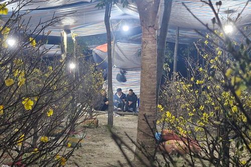 Nghệ An: đêm 28 Tết lạnh 16°C, nhiều cơ sở bán cây cảnh vẫn bám trụ