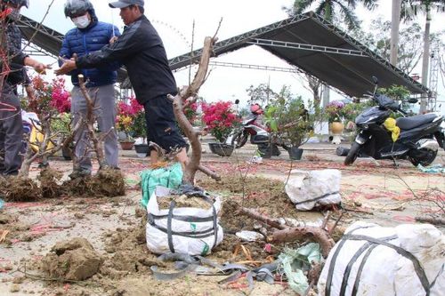 Trưa 29 Tết, tiểu thương chợ hoa Tết Đà Nẵng đồng loạt hạ giá nhưng vắng người mua