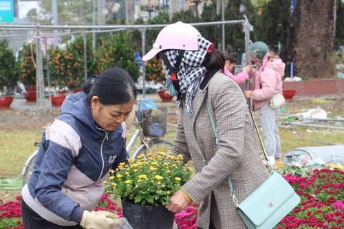 Tiểu thương buôn cây cảnh ở Điện Biên 'khóc, cười' ngày cuối năm