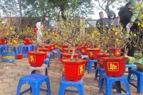 Chợ hoa Tết cuối năm hạ giá, đào quất mini hút khách