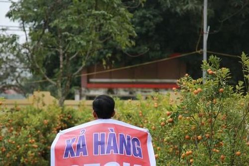 Đào, quất ế ẩm ngày cuối năm, tiểu thương nói 'Tết không vui nổi'