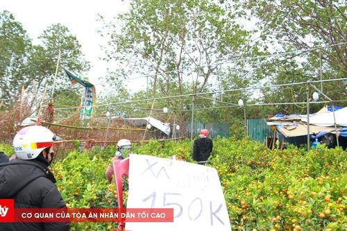 Nhiều tiểu thương đồng loạt 'xả hàng' hoa Tết