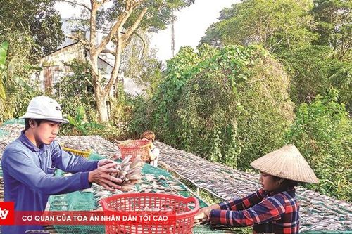 Nhộn nhịp mùa Tết ở làng khô Phú Thọ