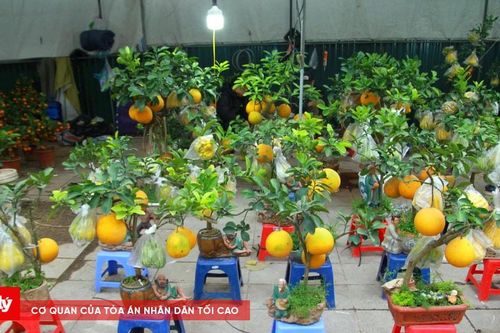 Loại cây cảnh 'độc, lạ' dịp cận Tết