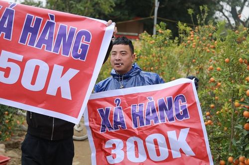 Đại hạ giá ngày 29 Tết, nhiều người buôn cây cảnh ở Hà Tĩnh vẫn lỗ nặng