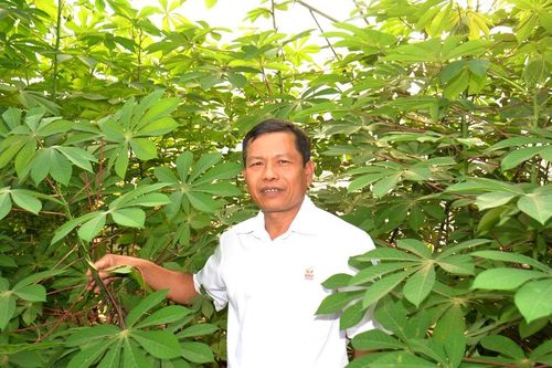 Chuyện về 'cha đẻ' giống sắn vô tính 3 cấp ở Tân Kỳ