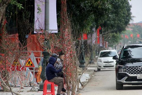 Đào, quất 'đứng chợ' chờ khách ngày 29 Tết