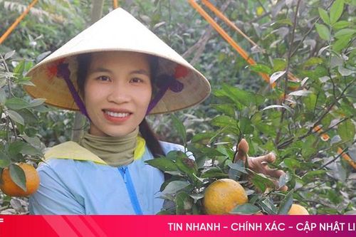 Ngọt thơm cam bù Hương Sơn