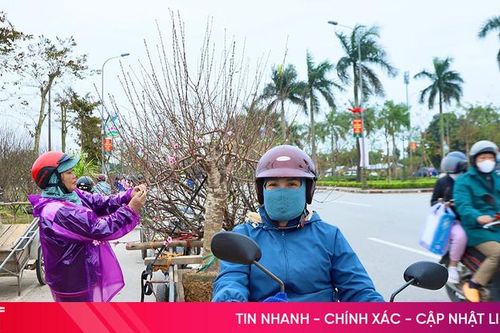 29 Tết, nhiều tiểu thương bán cây cảnh 'xả hàng', giảm giá tới 50%