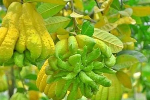Bí quyết giúp bạn chọn Phật thủ đẹp, rước lộc may mắn cả năm