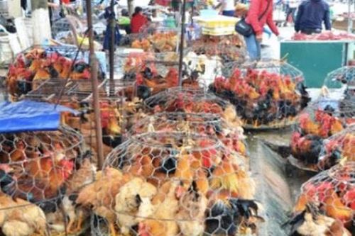 Nghề 'hốt bạc', kiếm bội tiền ngày 29 Tết, nghe xong ai cũng kêu 'dễ ợt'