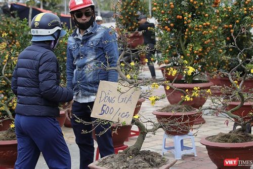 Nhộn nhịp chợ hoa Đà Nẵng cuối năm, cây 'giá mềm' bán chạy