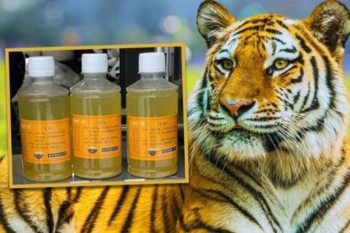 Sở thú bị chỉ trích vì bán nước tiểu hổ giá 175 nghìn, tuyên bố có thể chữa bệnh