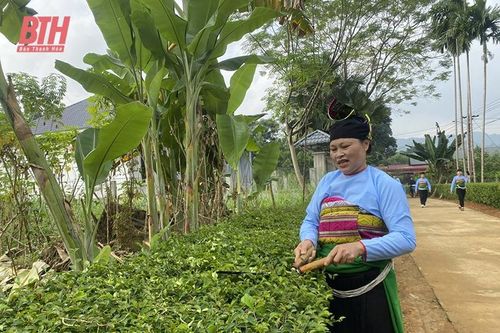 'Xanh hóa' vùng quê nông thôn mới