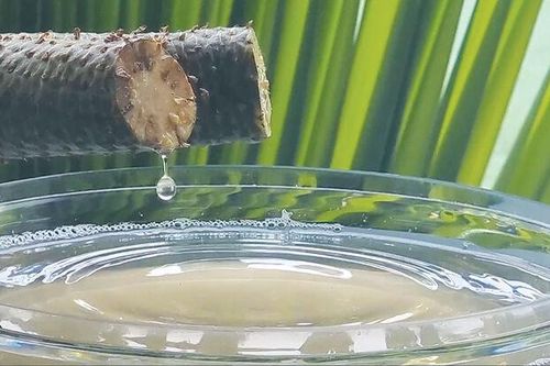 'Cổ tích' ở vùng mật thốt nốt