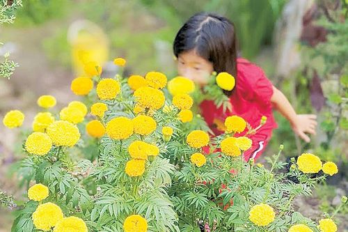 Mùa Xuân đang đợi bước ai về (*)