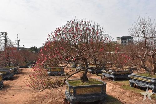 Hoa đào trong ngày Tết Nguyên đán
