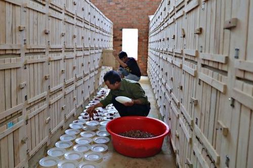 BÁO XUÂN 2025: Năm Ất Tỵ kể chuyện nuôi rắn làm giàu
